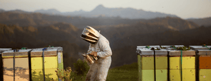 Egmont Honey 的純淨與永續 - 紐西蘭養蜂人